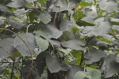 Piper auritum