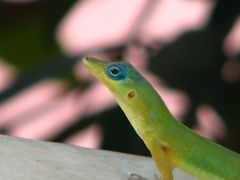 Saint Vincent's Bush Anole photo 4