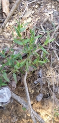 Anisacanthus
