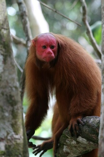 Ucayali Bald Uacari (Cacajao ucayalii) — Near Threatened Mammalia