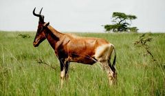 Alcelaphus buselaphus swaynei