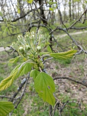 Crataegus mollis