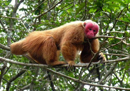 Red Bald Uacari (Cacajao rubicundus) — Least Concern Mammalia