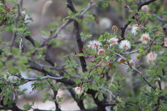 Mimosa aculeaticarpa