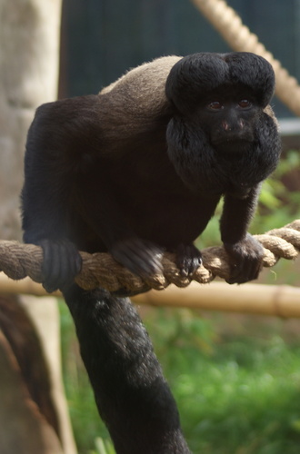 Reddish-brown bearded saki