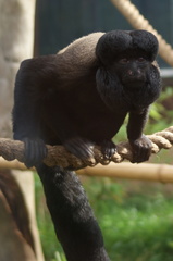 Guianan Bearded Saki photo 1