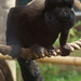 Northern Bearded Saki Monkey - Photo (c) Craig Sladden, some rights reserved (CC BY)