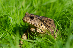 Asiatic Toad photo 4
