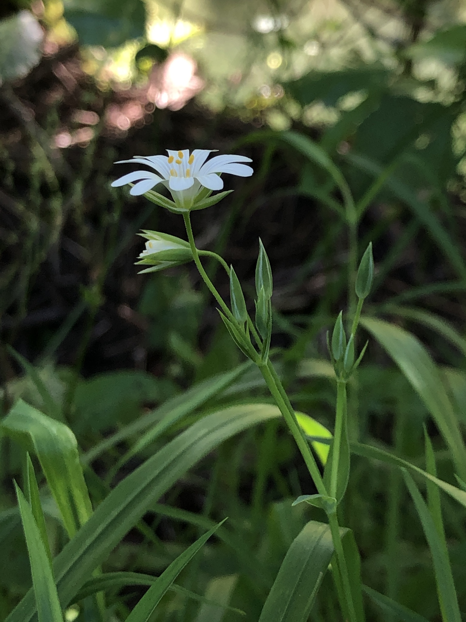 Rabelera holostea