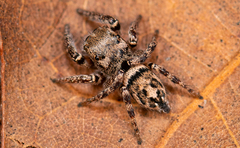 Habronattus carolinensis