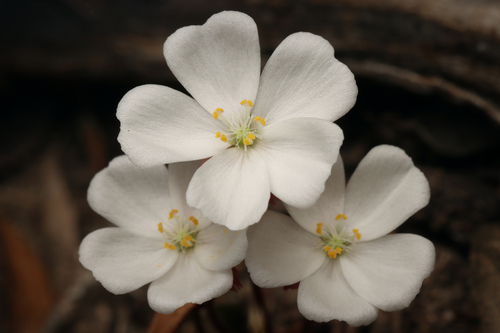 Drosera praefolia