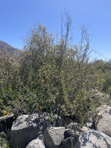 Fremontodendron californicum