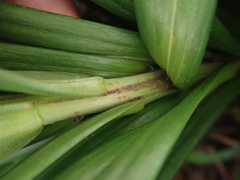 Lilium longiflorum scabrum