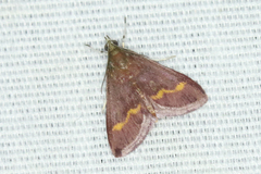Pyrausta pseuderosnealis