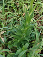 Lilium longiflorum scabrum