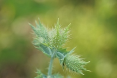Argemone albiflora texana