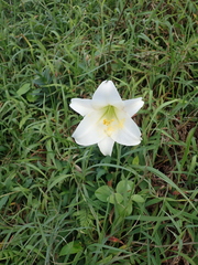 Lilium longiflorum scabrum