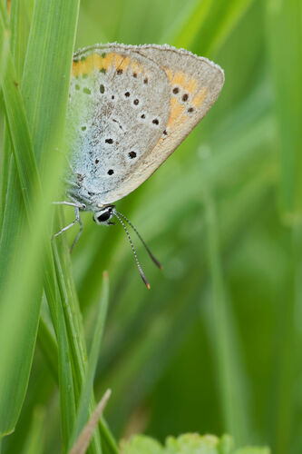 Lycaena dispar