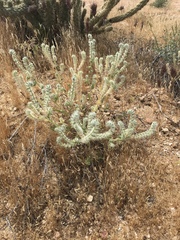 Cryptantha barbigera barbigera