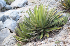 Agave