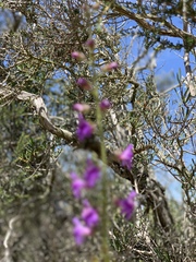 Penstemon spectabilis
