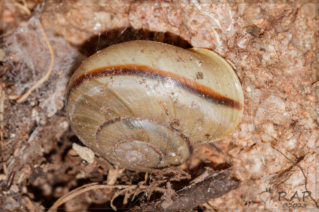 Epiphragmophora trenquelleonis