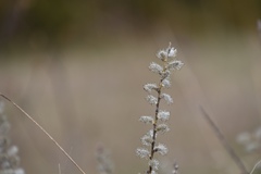 Salix humilis tristis