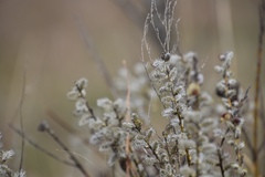 Salix humilis tristis