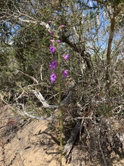 Penstemon spectabilis