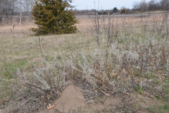 Salix humilis tristis