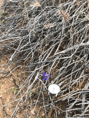 Delphinium parishii subglobosum