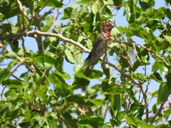 Haemorhous mexicanus