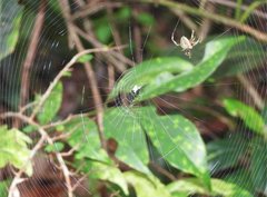 Neoscona menghaiensis