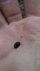 Accanthopus velikensis
