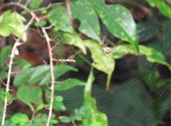 Neoscona menghaiensis