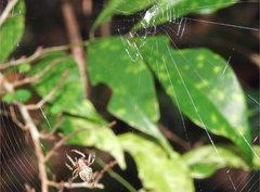 Neoscona menghaiensis