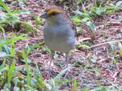 Ammodramus aurifrons