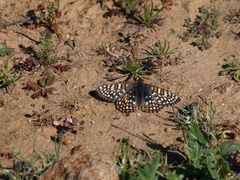 Euphydryas editha quino
