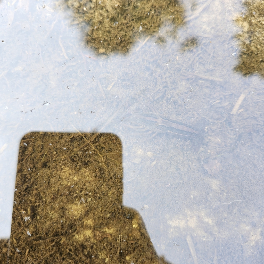Panama City Crayfish