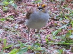 Ammodramus aurifrons