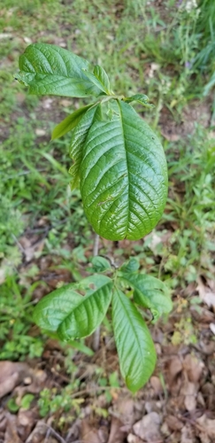 Asimina triloba image