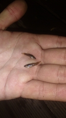 Cnesterodon decemmaculatus