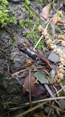 Speleomantes italicus