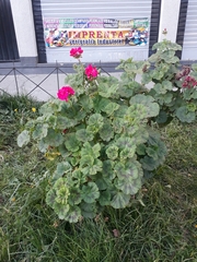 Geraniaceae