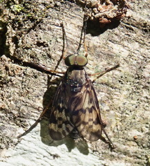 Rhagio punctipennis