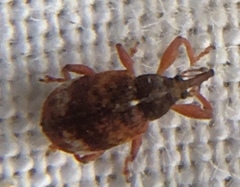 Anthonomus pedicularius