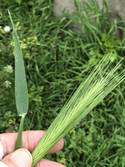 Hordeum jubatum