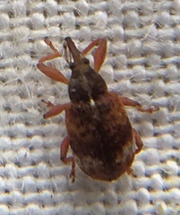 Anthonomus pedicularius