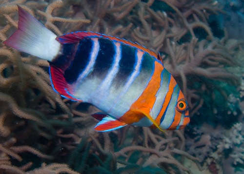 Harlekijn-tandlipvis (Choerodon fasciatus) — Labridae