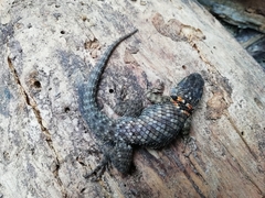Sceloporus torquatus